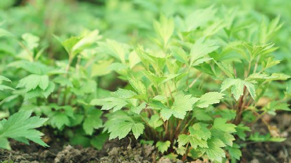 怎样炖鸡汤好喝又养分诀窍